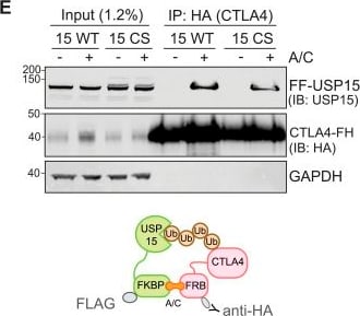 Detection of USP8 by Western Blot