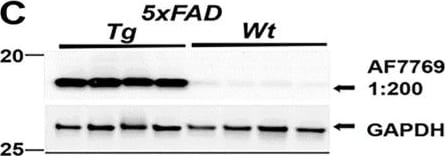 Detection of Midkine by Western Blot