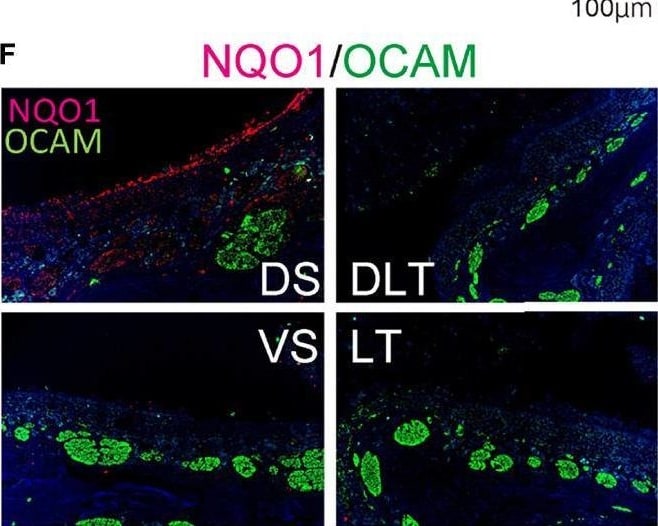 Detection of OCAM/NCAM2 by Immunohistochemistry