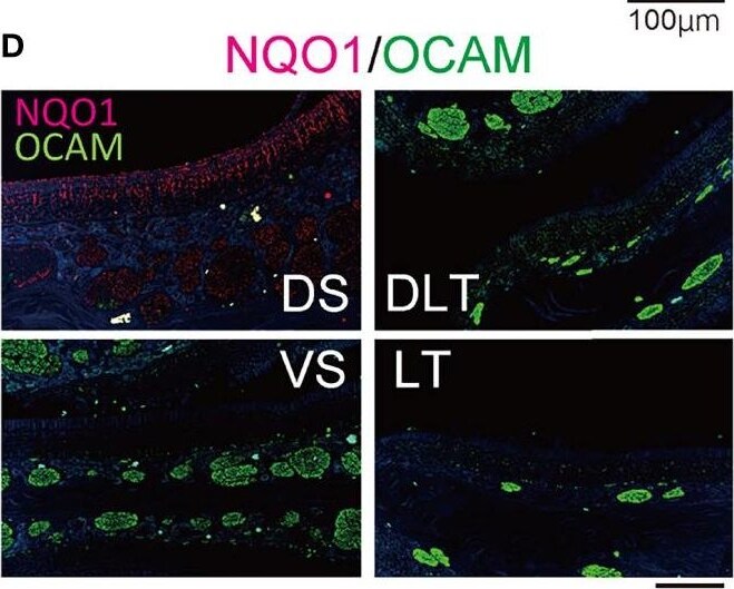 Detection of OCAM/NCAM2 by Immunohistochemistry