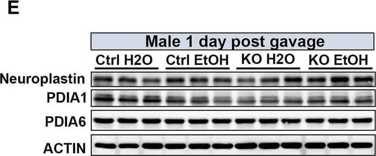 Detection of Mouse Neuroplastin by Western Blot