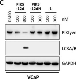 Detection of PIKFyve by Western Blot