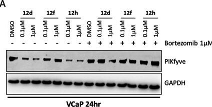 Detection of PIKFyve by Western Blot