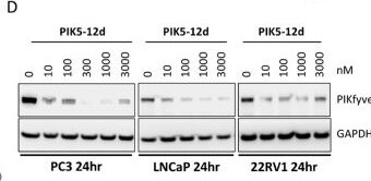 Detection of PIKFyve by Western Blot
