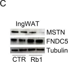 Detection of GDF-8/Myostatin by Western Blot