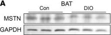Detection of GDF-8/Myostatin by Western Blot