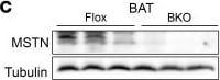 Detection of GDF-8/Myostatin by Western Blot