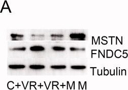 Detection of GDF-8/Myostatin by Western Blot