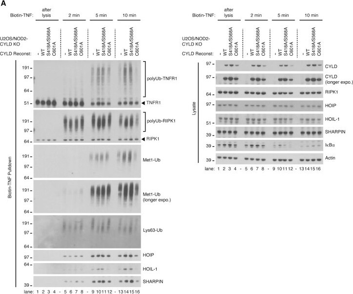 Detection of HOIP/RNF31 by Western Blot