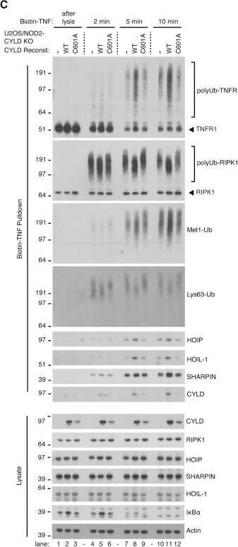 Detection of HOIP/RNF31 by Western Blot