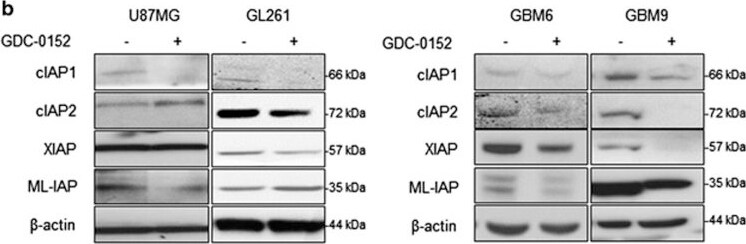Detection of Human cIAP-1/HIAP-2 by Western Blot