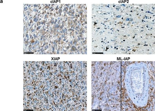 Detection of Human cIAP-1/HIAP-2 by Immunocytochemistry/Immunofluorescence
