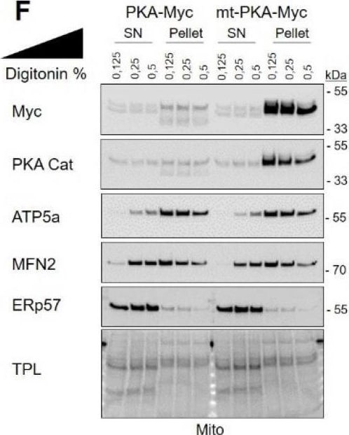 Detection of ERp57/PDIA3 by Western Blot
