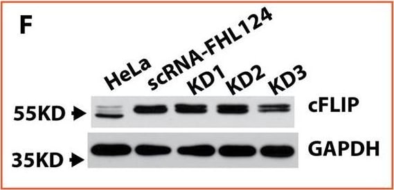 Detection of Mouse FLIP by Western Blot