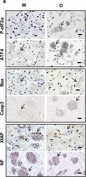 Detection of Rat XIAP by Immunohistochemistry