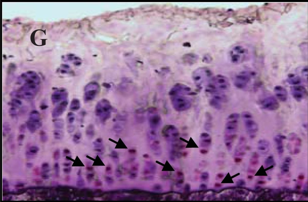 Detection of Guinea Pig Human/Mouse Active Caspase-3 Antibody by Immunohistochemistry