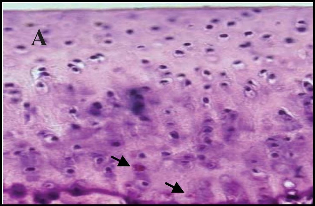 Detection of Guinea Pig Human/Mouse Active Caspase-3 Antibody by Immunohistochemistry