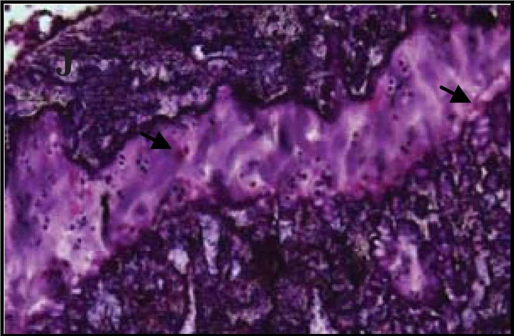 Detection of Guinea Pig Caspase-3 by Immunohistochemistry