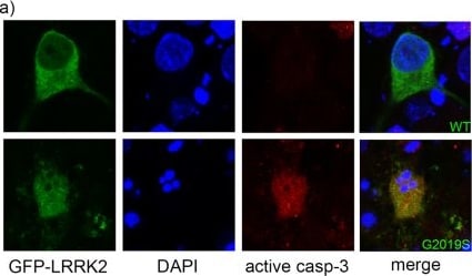 Detection of Mouse Caspase-3 by Immunocytochemistry/Immunofluorescence