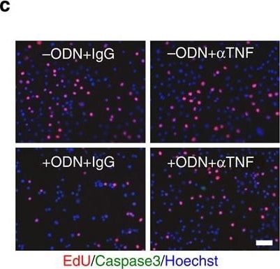Detection of Mouse Caspase-3 by Immunocytochemistry/Immunofluorescence