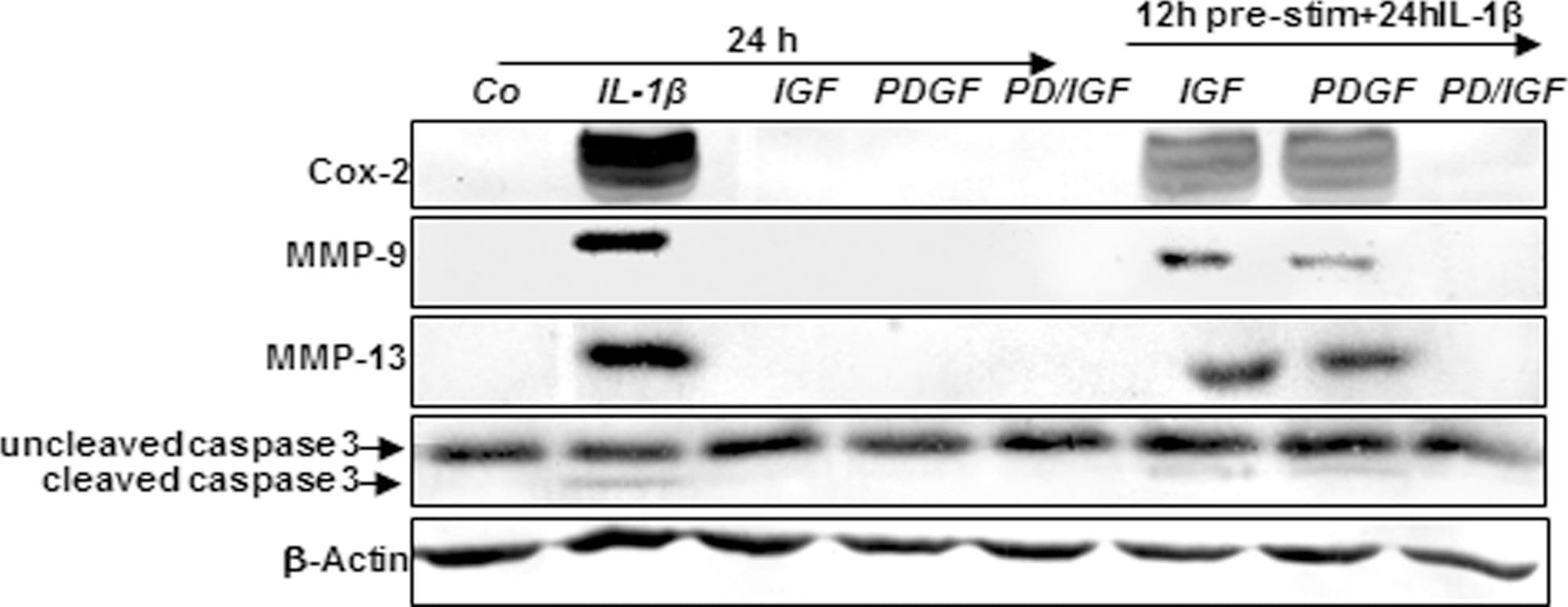 Detection of Canine Caspase-3 by Western Blot