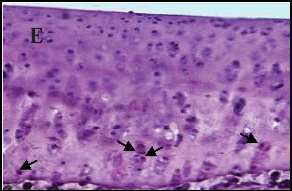 Detection of Guinea Pig Caspase-3 by Immunohistochemistry