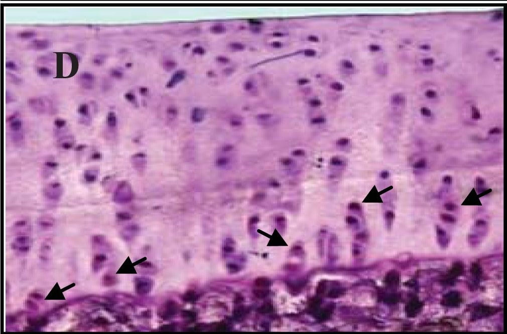 Detection of Guinea Pig Caspase-3 by Immunohistochemistry