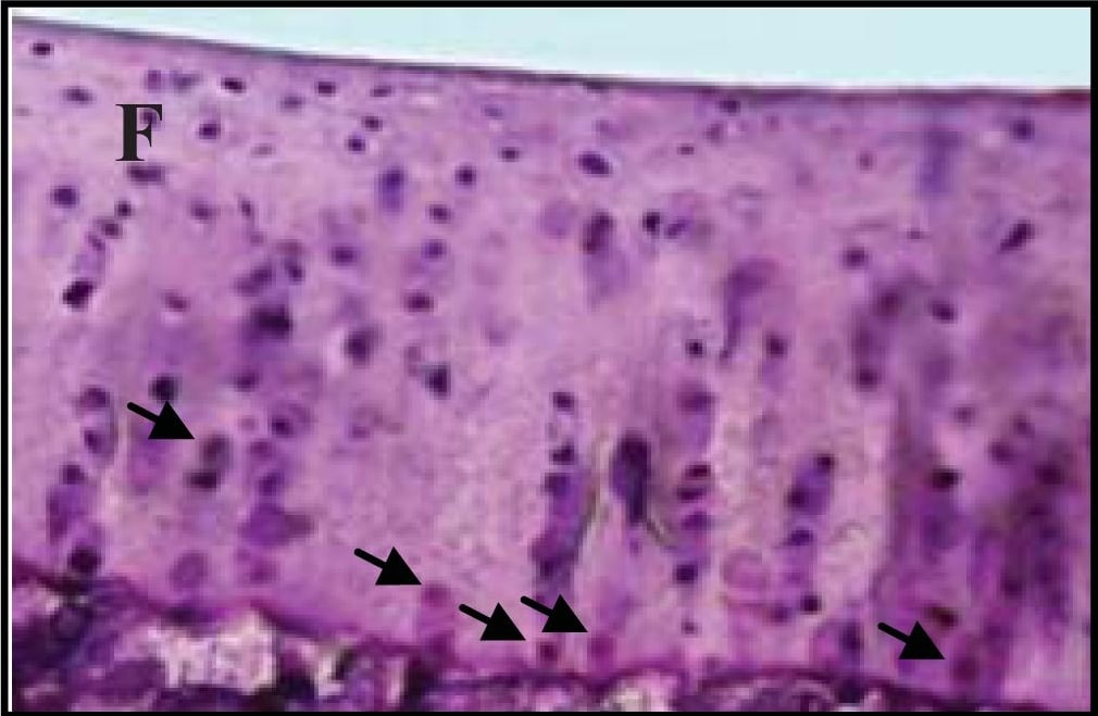 Detection of Guinea Pig Caspase-3 by Immunohistochemistry