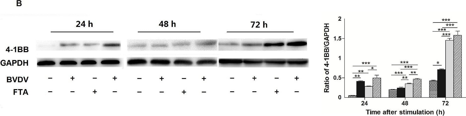 Detection of 4-1BB/TNFRSF9/CD137 by Western Blot
