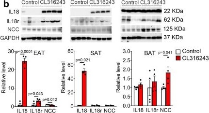 Detection of IL-18 R alpha/IL-1 R5 by Western Blot