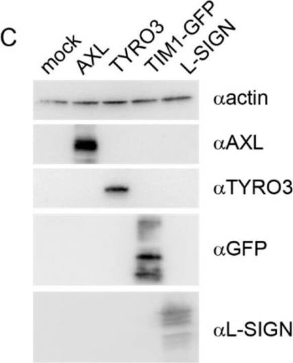 Detection of Human Dtk/TYRO3 by Western Blot