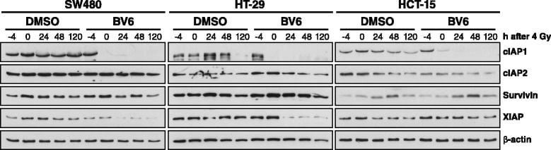 Detection of Human Survivin by Western Blot