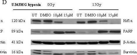 Detection of Human Survivin by Western Blot