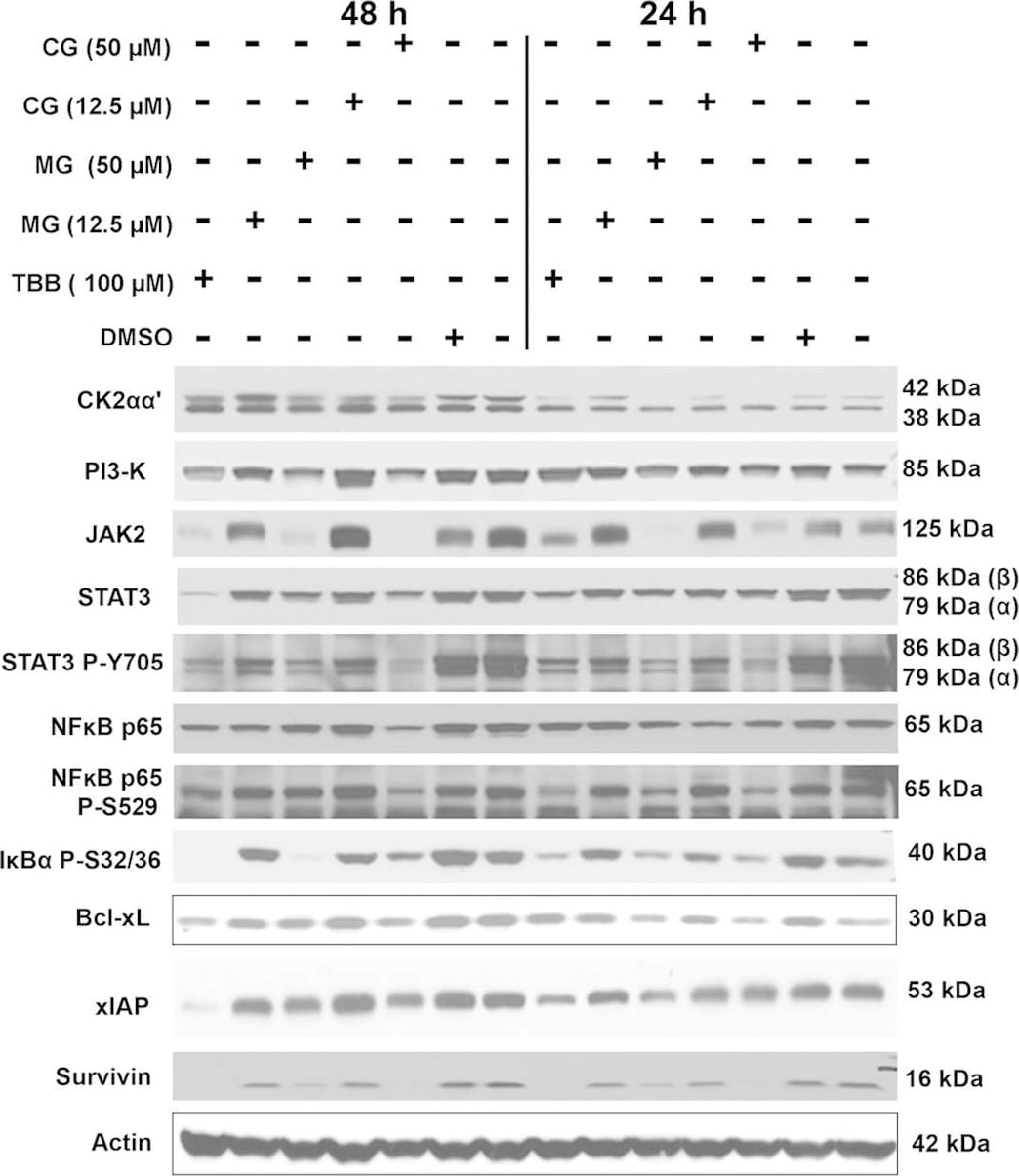 Detection of Human Survivin by Western Blot
