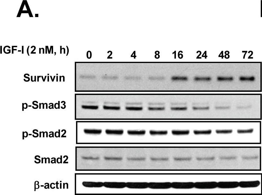 Detection of Survivin by Western Blot