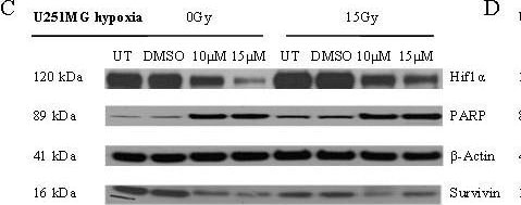 Detection of Human Survivin by Western Blot