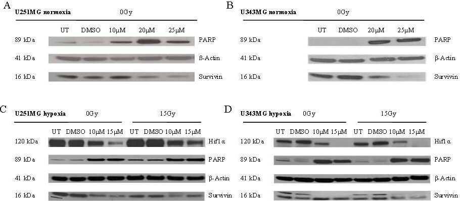 Detection of Human Survivin by Western Blot