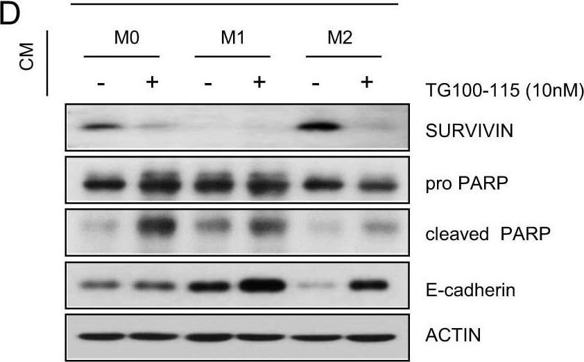 Detection of Mouse Survivin by Western Blot