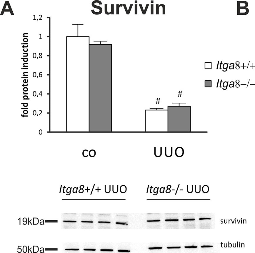 Detection of Mouse Survivin by Western Blot