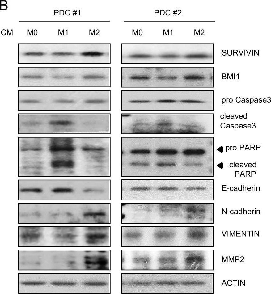 Detection of Mouse Survivin by Western Blot