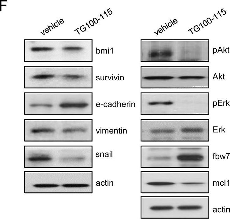 Detection of Mouse Survivin by Western Blot