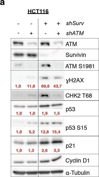 Detection of Human Survivin by Western Blot