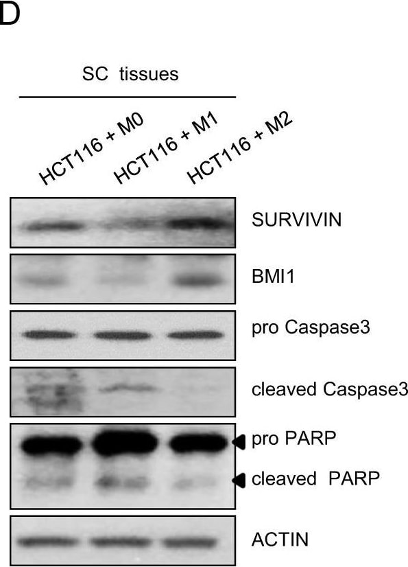 Detection of Mouse Survivin by Western Blot