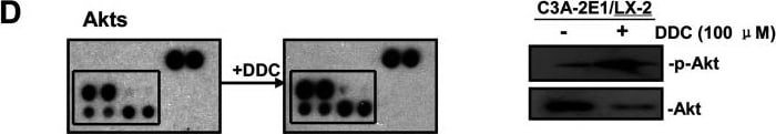 Detection of Human AKT by Western Blot