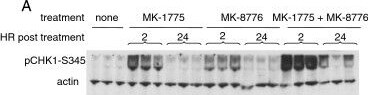 Detection of Human CDC2/CDK1 by Western Blot