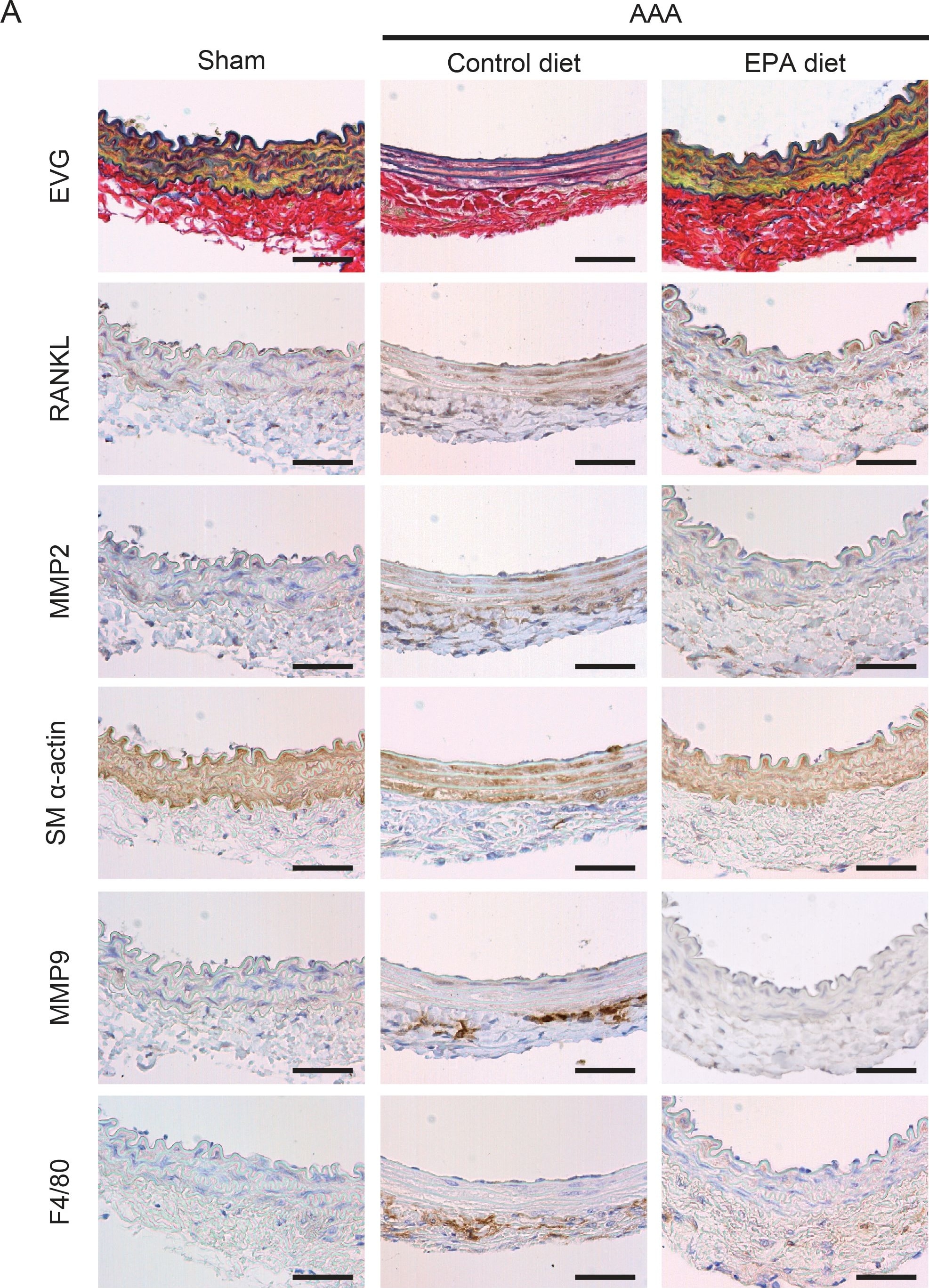 Detection of Mouse MMP-9 by Immunocytochemistry/Immunofluorescence