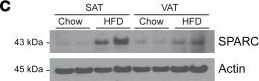 Detection of SPARC by Western Blot