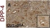 Detection of Mouse Cathepsin B by Immunohistochemistry