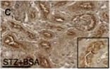 Detection of Mouse Cathepsin B by Immunohistochemistry