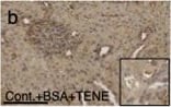 Detection of Mouse Cathepsin B by Immunohistochemistry
